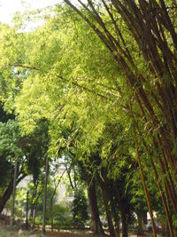 Trees in forest