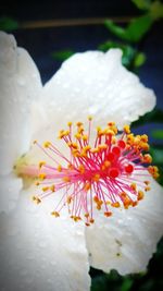 Close-up of yellow hibiscus blooming outdoors