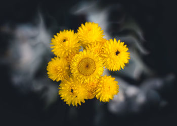 Close-up of yellow flowering plant