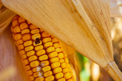 High angle view of corn on plant