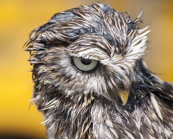 Close-up portrait of eagle