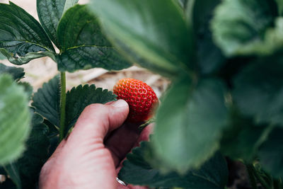 Midsection of person holding strawberry