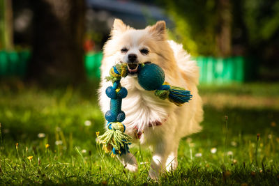 Portrait of a dog running on field