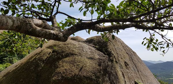 Low angle view of tree against sky