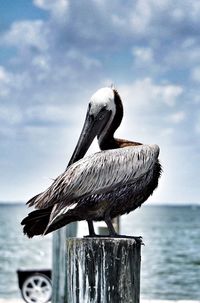 Close-up of pelican perching on sea against sky