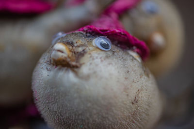 Close-up of crab