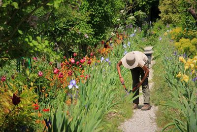 Rear view of man walking on flowering plants