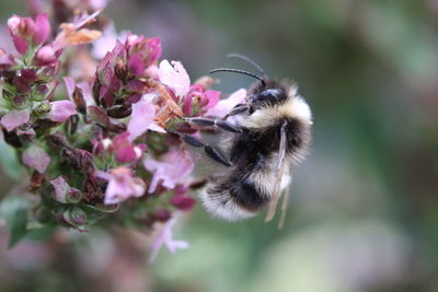 Close-up of bee pollinating on flower