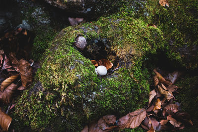 High angle view of mushrooms growing on tree