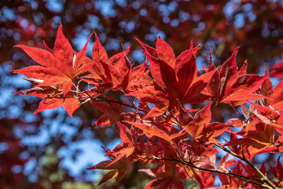 Close-up of maple leaves on tree during autumn