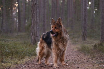 Dog in forest