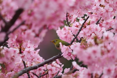 Close-up of bird perching on plant