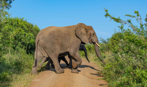 Elephant in the nature reserve hluhluwe national park south africa