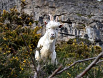 Portrait of white horse