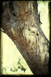 Close-up of wooden tree trunk