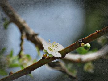 Close-up of flower on branch