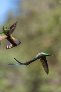 Close-up of birds flying outdoors