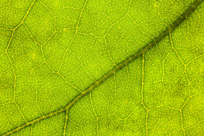 Full frame shot of green leaf