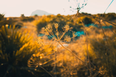 Close-up of flowering plant on field during sunset