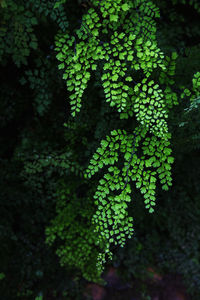 Close-up of fresh green plant