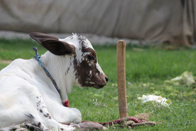 Close-up of a dog on field