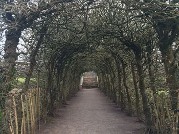 Walkway amidst trees