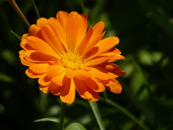 Close-up of orange flower