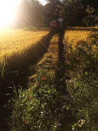 Plants growing on field