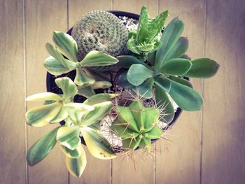 Close-up of potted plant