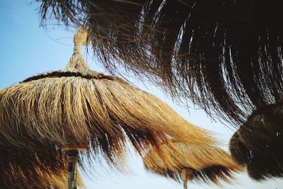 Close-up of a palm tree