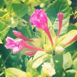 Close-up of pink flowers