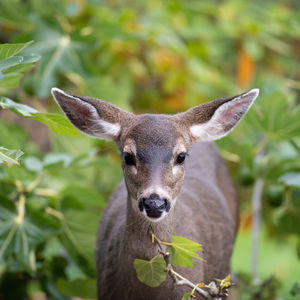 Portrait of deer