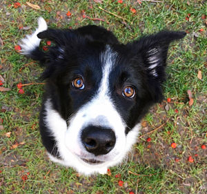 High angle portrait of black dog on grass