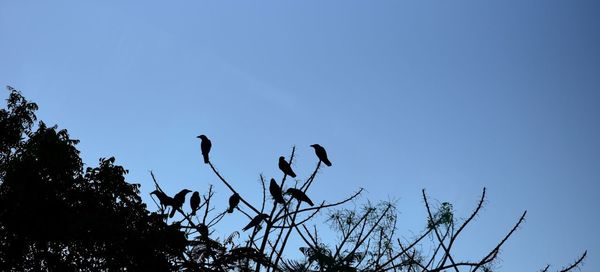 Low angle view of birds perching on tree against sky