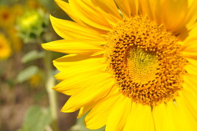 Close-up of sunflower