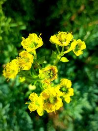 Close-up of bee on yellow flower