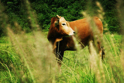 Animals on grassy field