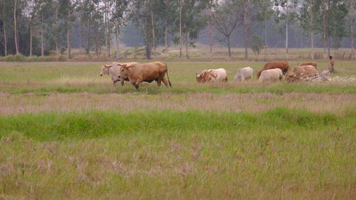 Sheep in a field