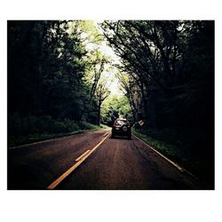 Road amidst trees