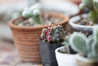 Close-up of potted plant