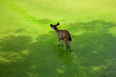 Sheep in water