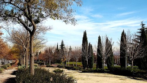 Trees on field against sky