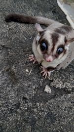 High angle view portrait of small cat
