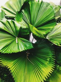 Close-up of palm tree leaves