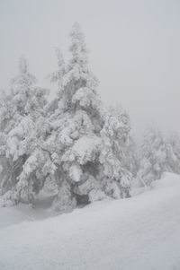 Snow covered land and trees against sky