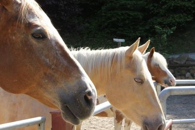 Side view of horses standing by railing at animal pen