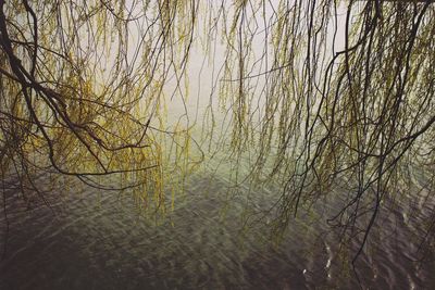 Reflection of trees in water