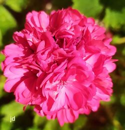 Close-up of pink flowering plant