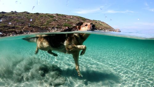 Horse swimming in sea