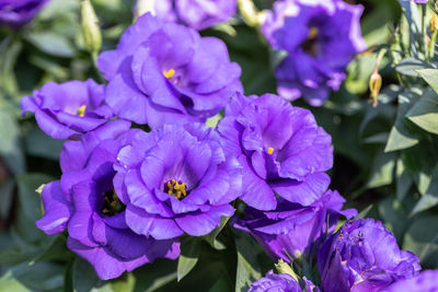 Close-up of purple flowering plant